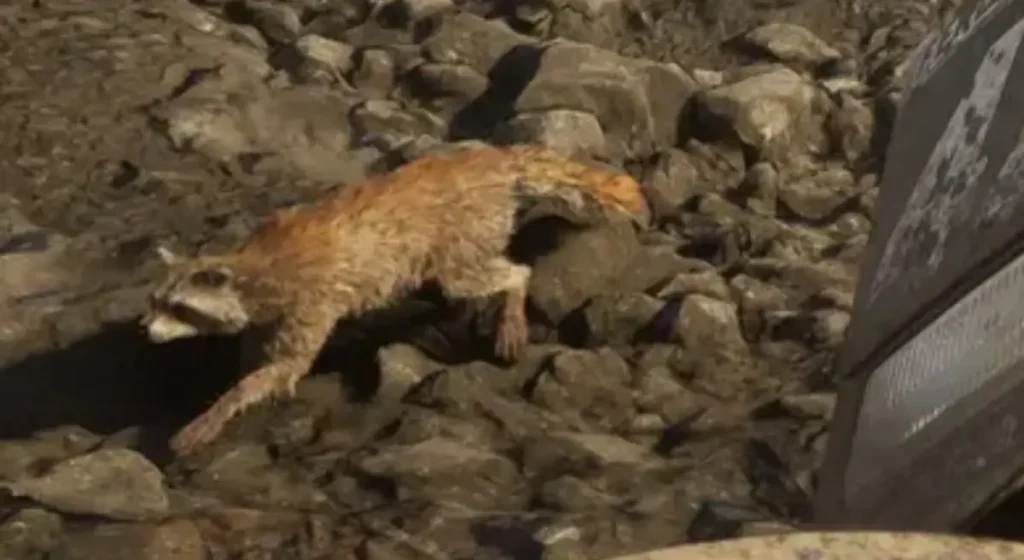 Raccoon climbing over rocks near a vehicle in a GTA 6 gameplay screenshot